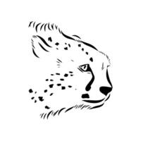 The head of a beautiful cheetah predator vector