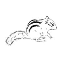 chipmunk rodent black and white pattern vector