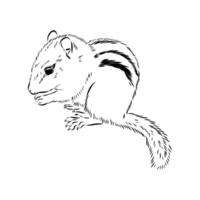 a brave chipmunk hand-drawn sketch vector