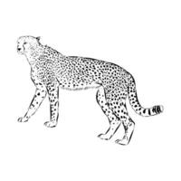 Fast predator cheetah hand sketch vector