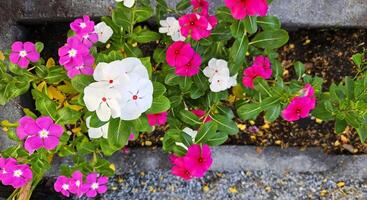 Top view of red, pink and white flower blooming and growing in flower pot with copy space. photo