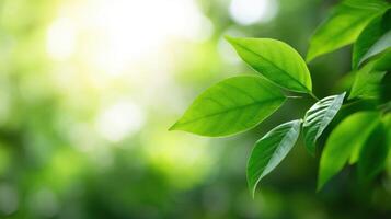 Fresh green leaves with blurred sunlight background showing natural foliage and soft focus light in a peaceful outdoor setting. photo