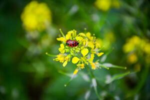 A close-up of a red soldier bug or firebug. A cluster of vibrant yellow flowers of the mustard plant with a bright red insect on them. Suitable for pollination topic, gardening, entomology, and s photo