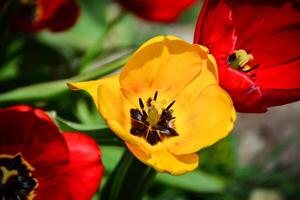 a cheerful yellow tulip in full bloom. Floral photograph for spring themes, floral designs, or nature-related projects photo