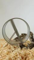 Djungarian hamster changing positions while running in metal wheel. Part 2 of 4 video
