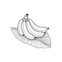 Bunch of Bananas Placed on Banana Leaves vector