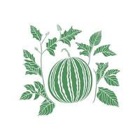 Outlined sketch showing watermelon vine and leaves vector