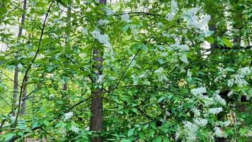 A serene journey through a lush forest with sunlight filtering through vibrant leaves and white flowers, showcasing natures tranquility video