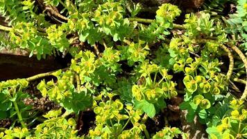This showcases natures resilience as green leaves and yellow flowers emerge from rugged rocks, highlighting a solitary plant thriving video