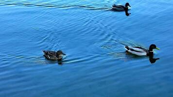 This showcases natures beauty as three ducks swim across a tranquil lake, with gentle ripples and soothing quacks creating a peaceful vibe video