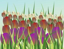 Spring tulip field. Bright illustration of blooming tulips of different colors. vector