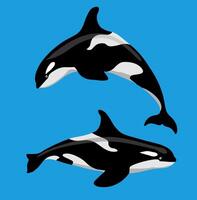 Killer whale in 2 different positions. An orca whale. Sea life, whales, fish flat style vector