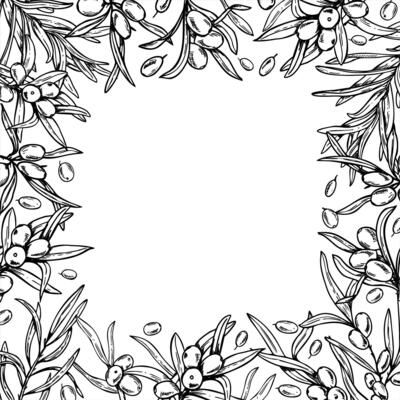 Square monochrome frame with sea buckthorn branches illustration, empty space for text. Etching drawing of healthy wild berries for cosmetic packaging, beauty product label, organic skincare