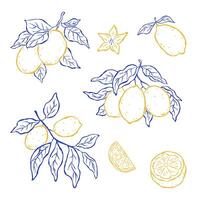Set design elements of lemon fruits hanging on a branches on white background. Sketch italian style. Flat illustration. Mediterranean life. Ideal for card, poster, print, cover vector
