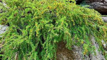 This showcases a vibrant bush with yellow flowers on a rocky wall in a lush forest, highlighting the beauty of natures resilience video