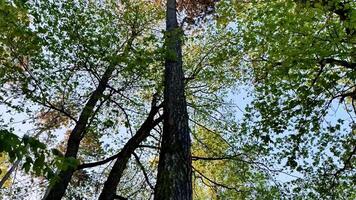 Experience natures beauty in this of a majestic tree in a lush forest. Shot from the ground, it invites viewers to gaze up at its grandeur against a clear blue sky video