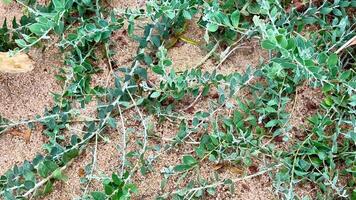 This showcases the beauty of nature with closeups of a resilient plant emerging from sandy soil, emphasizing survival and growth video