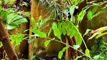 Explore a lush tropical forest, alive with vibrant plants and towering trees, showcasing rich biodiversity and a mesmerizing, serene atmosphere video