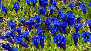 This captivating showcases vibrant blue flowers in natural settings, from a closeup in grass to blossoms emerging from rocky hillsides video