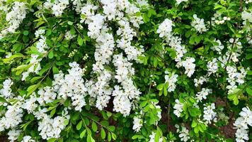 This serene showcases a lush bush with delicate white flowers and vibrant green leaves, creating a peaceful atmosphere for naturethemed projects video