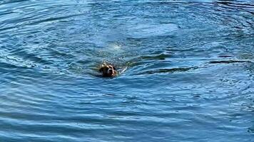 A playful dog swims energetically in a serene lake, embodying outdoor adventure, while a duck glides gracefully, adding wildlife charm video