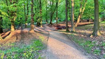 Explore a tranquil forest path, where sunlight filters through trees, casting gentle shadows. Immerse in natures sights and sounds video
