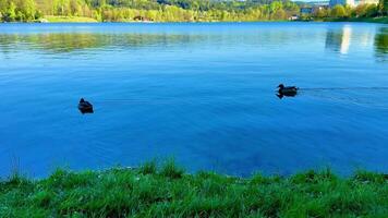 Two ducks swim across a tranquil lake, surrounded by trees and mountains, showcasing natures beauty as they glide through shimmering water video