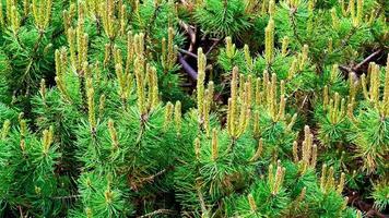 This showcases a serene forest filled with towering pine trees, highlighting their vibrant needles and diverse flora, inviting tranquility video