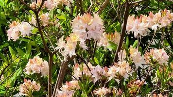 A visual journey through a vibrant garden, showcasing delicate nature. Closeups of whiteflowered trees and pinkblooming bushes create stunning contrasts, evoking tranquility video