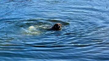A lively dog is swimming joyfully in a refreshing body of water, enjoying the waves and splashes around it while bathing under the sun video