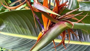 This showcases the beauty of a Bird of Paradise flower with closeups of its striking colors and shape, surrounded by lush banana leaves video