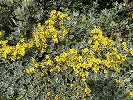 Daisy Bush, Brachyglottis greyi, with mixture of yellow flowers in bloom and faded, dried among its signature silver green, felted leaves photo