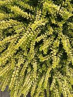 Garden Privet Ligustrum foliage with yellow and green variegated leaves, used as ornamental plant in landscaping. The leaves dense texture makes it ideal for a nature background or organic pattern. photo