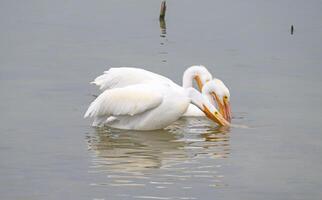 White Pelicans Feeding in the Water photo