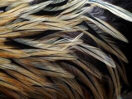 Full Frame Shot of Feathers. A close-up photo showing the layered and colorful feathers of a rooster in vivid detail.