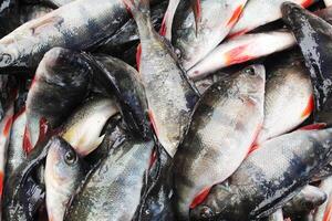 Red mullet fish close-up lying in bulk. Red mullet fish background photo