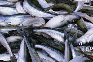 Background of small sprat fish close-up. Fish background. Benefits of fish photo