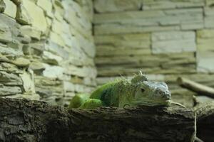 Iguana green chitting on a log on the ground close-up. Iguana in the zoo photo