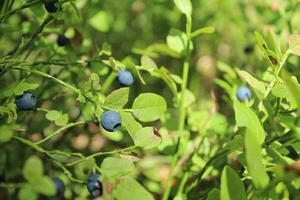 Wild berry on a bush in the forest. How a berry grows in the forest. Seasonal Berries and Fruits photo