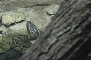 Reticulated python behind a tree. Reptiles reptiles in nature. Dangerous poisonous animals photo