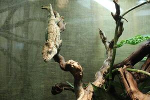 A gray chameleon porcus sitting on a branch in the zoo. Funny Animals photo