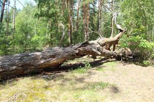 A fallen tree in the forest after a storm. The concept of destruction of natural disasters photo
