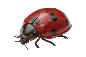 Ladybug exploration in nature macro view png