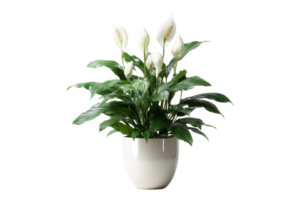 Peace lily a touch of serenity png