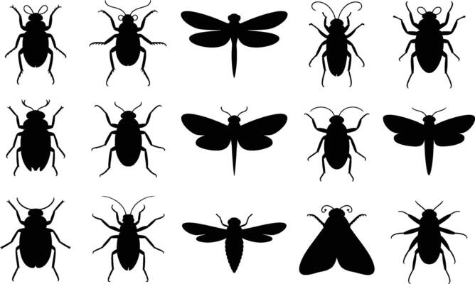 Silhouettes of various insects including beetles dragonflies and moths collection