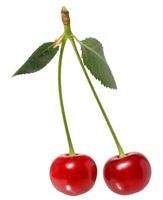 Red cherries with green stems and small green leaves, still attached to their branching point, isolated background photo