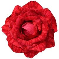A close up of the top of a red rose flower with visible veins on the petals, shot from above photo