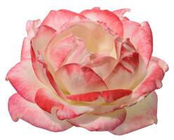 A close up of the top of an open rose flower with pink edges and a creamy center to the petals photo