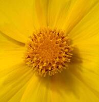 Yellow flower Coreopsis, with visible petals and a central disk, close up photo
