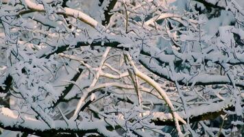 Close-Up View of Snow-Covered Tree Branches in a Peaceful Winter Forest Setting video